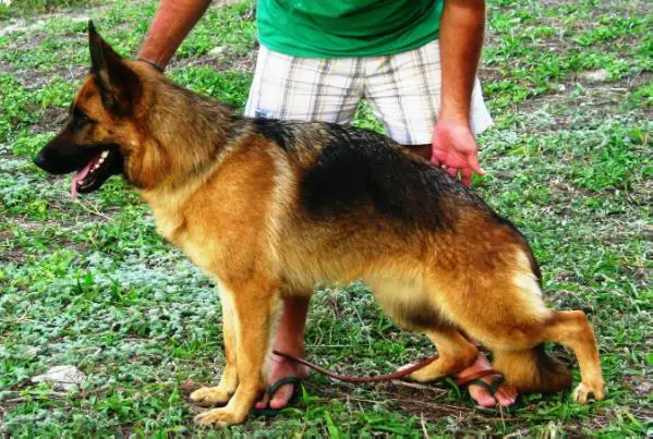 V 1 Zensi Kanarieneck