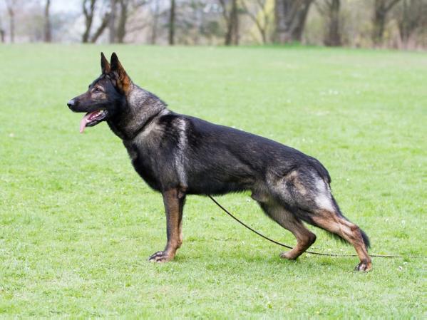 V Alvin vom Klostermansfeld