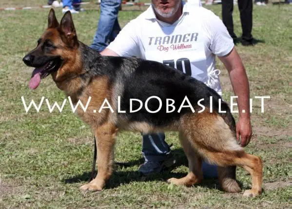 Quiri dell'Alpe Adria