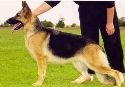 GRAND CHAMPION(AUST) Kezziah Enchantress