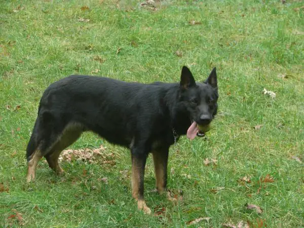 Fagun Von Der Alte Baum