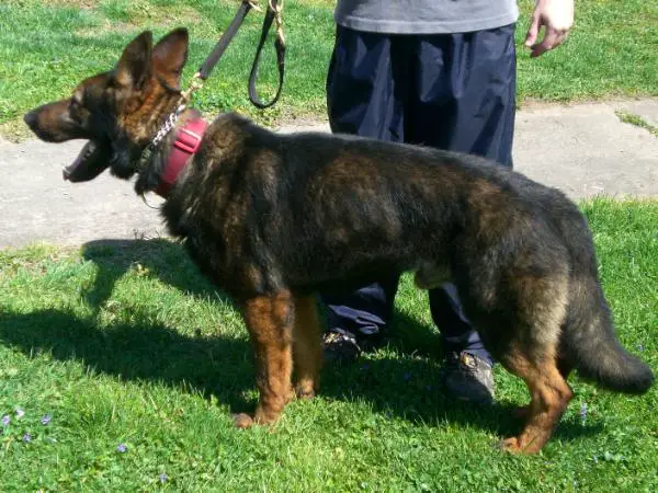 Chaos Von Schwarz Lilie