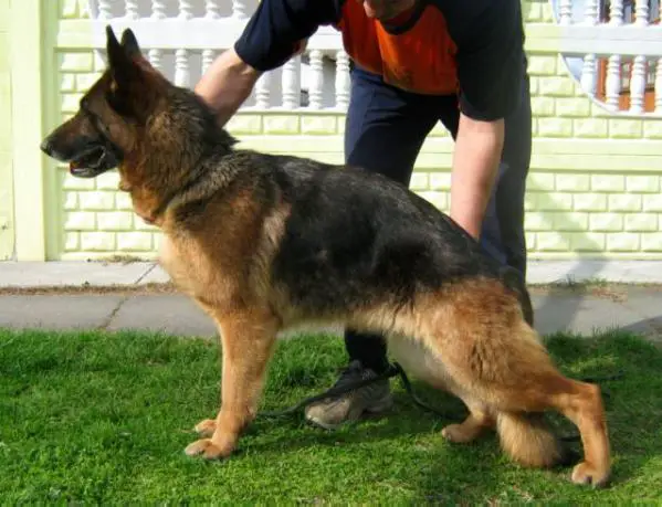 CAC Bunter Schmetterling Christa