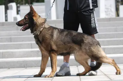 Anchi of 15 Kennel
