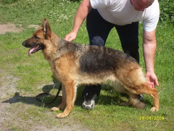 Platinumshepherd Ilta-Star