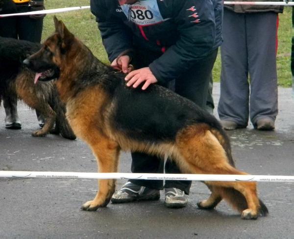 SG  CAC Falvavölgyi Panda