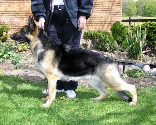 CH. BrownHill-Kysarah's Wasn' Me