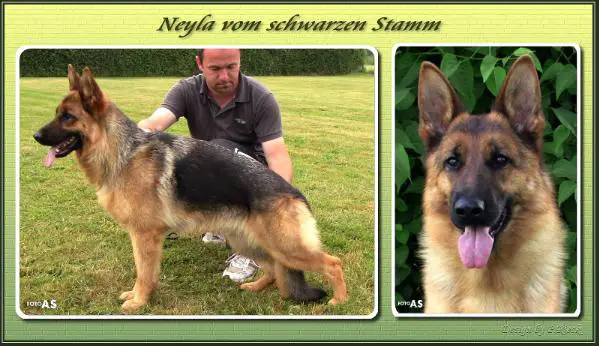 Neyla vom schwarzen Stamm