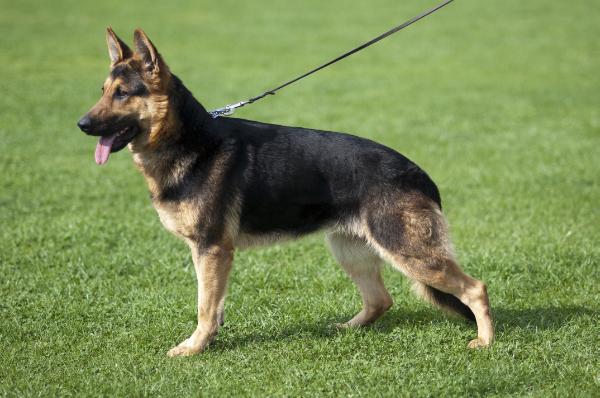 SG2 Oxie z Jirkova dvora