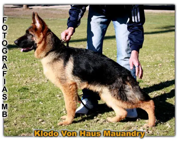 Klodo Von Haus Mauandry