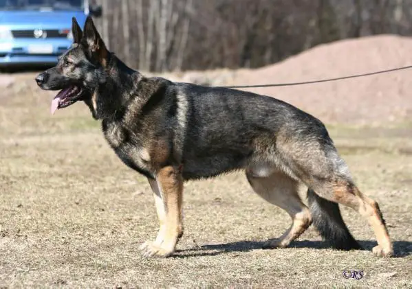 Merlin vom Kieferngarten
