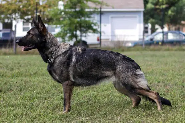 G Dezzy vom Rebel Yelle