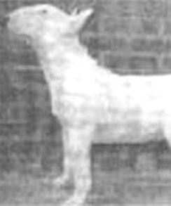 Polytelis Noble Heart