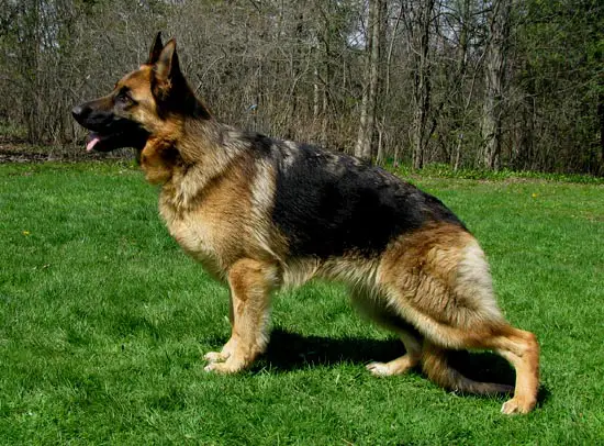 V4 Helina von Amalaberg