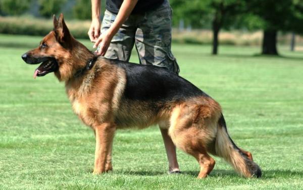 Bero von Team Gunbil