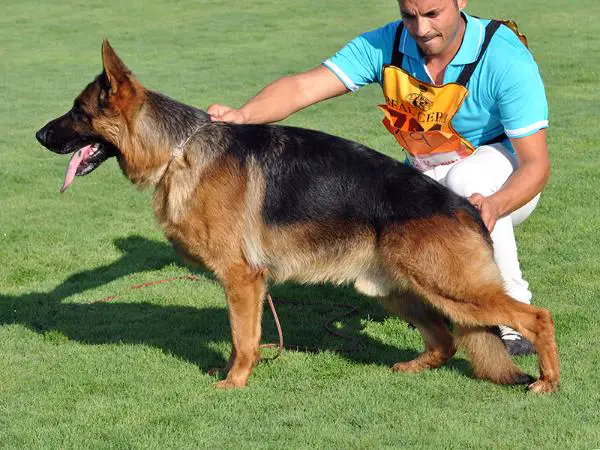 SG Balu de Sagasta
