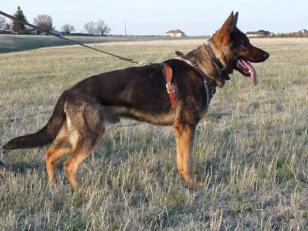 Nelo z Eurosportu ( Ako )