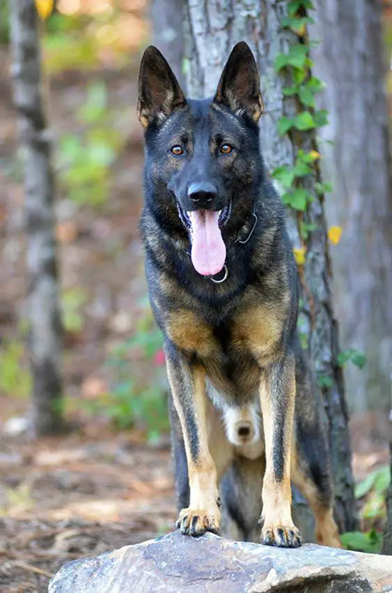 Traumatizer Von Schraderhaus