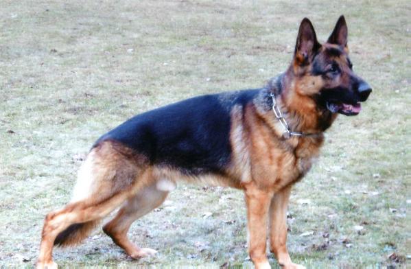 V Larus von der Lawallsgass