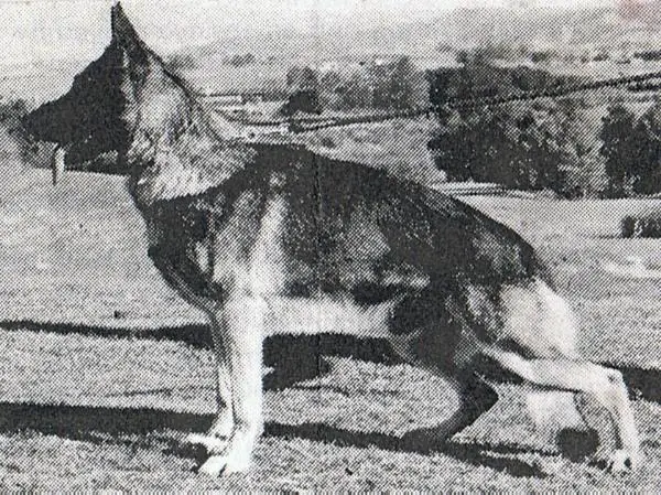 NZ CH Cleverland Young Turk