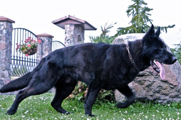 LT Rocky von der Längerts