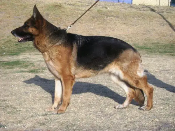 Pattsh Busenvach Borja