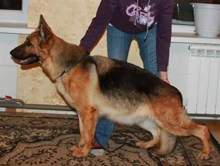 V (RUS) Sulico iz Doma Karmanovoy