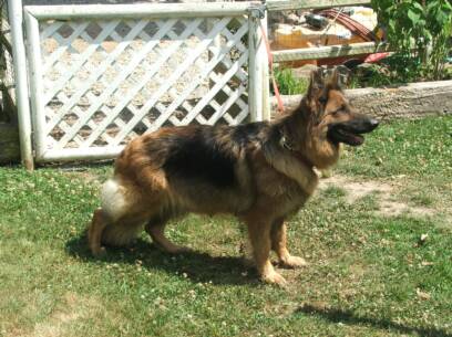 Peliah Vom Whirling Thunder