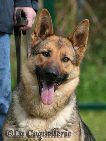 Urka De la Coquellerie