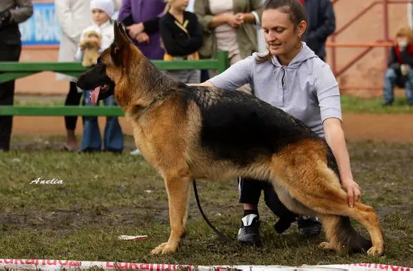 JUN.CH.RUS/CH.RUS Atsel Hof Dzheja