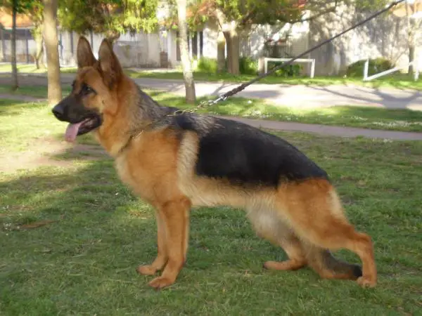 Guinda de ailin neyen