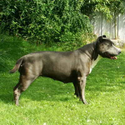 Timeo des bois de cave canem