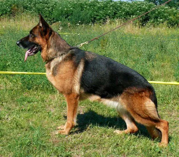 SG Stella von Panoniansee (2009)