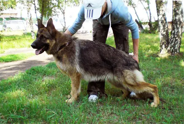 3XJ.CAC Koldovstvo Raina