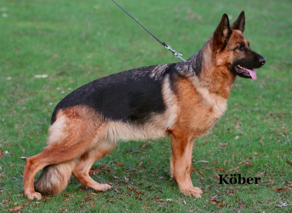 V Diva aus Wattenscheid