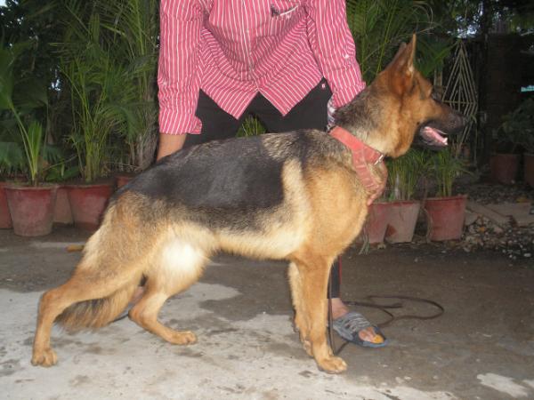 Rommina of Purva's