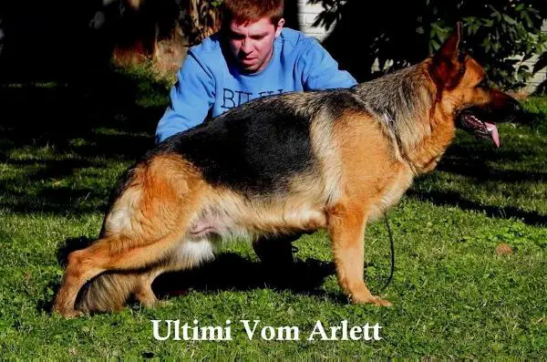 Ultimi Von Arlett