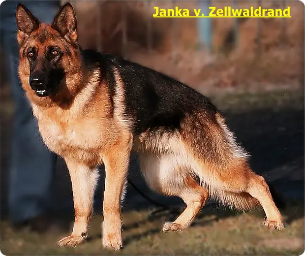 Janka vom Zellwaldrand