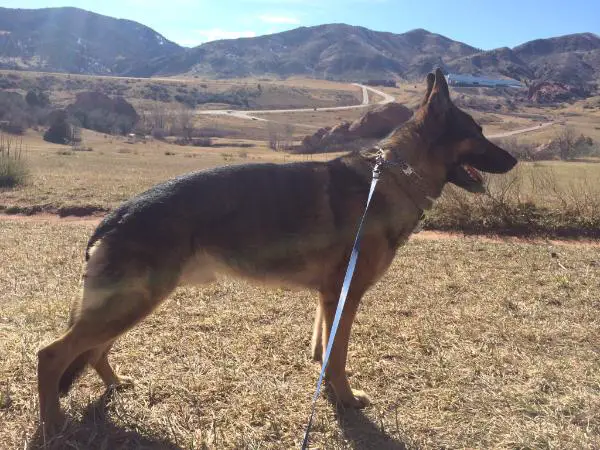 Sir Einstein Whinesalot