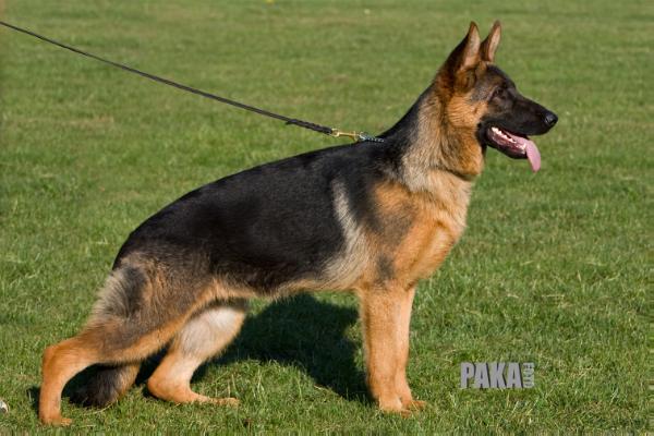 SG 1 Team Sajo Chloe