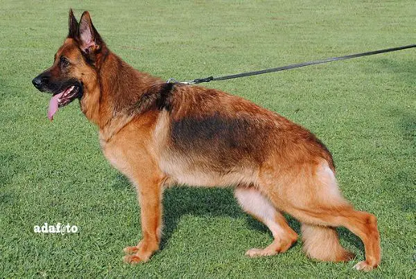 SG Kocca degli Achei