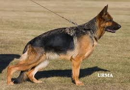 VA5 IT SAS 2008 Giuly della Valle dei Rovi