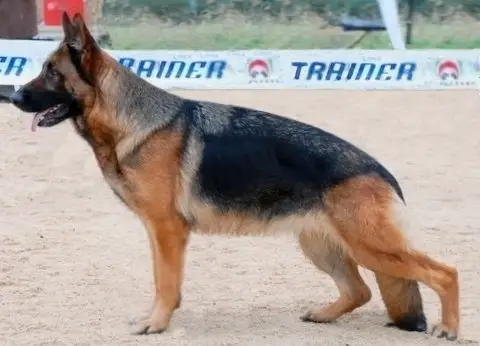 Do di Aurelius Victor