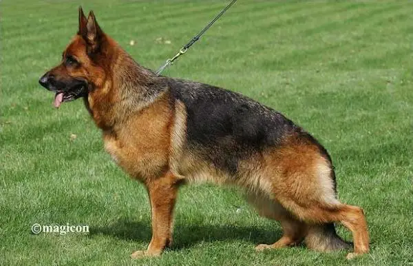 VA2 VA1(I) Chira del Frutteto