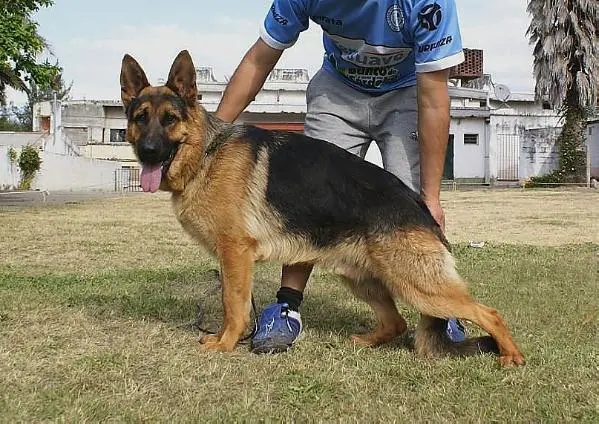 Highlander De Los Huaicos