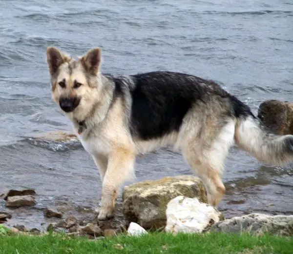 Jada of the Polar Valley
