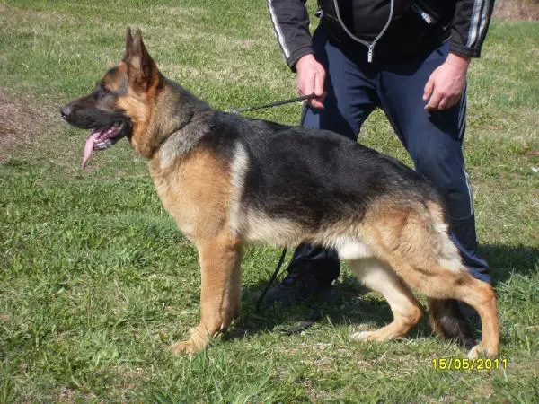 Platinumshepherd Quen