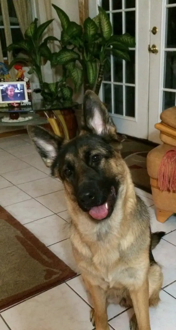 Krzysziofowicz's Sara