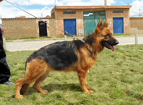 Aly Von Haus Serrano