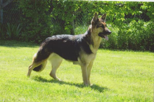 KAMI Slovak Working Dogs